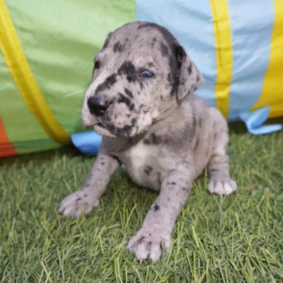 Great dane puppies available now