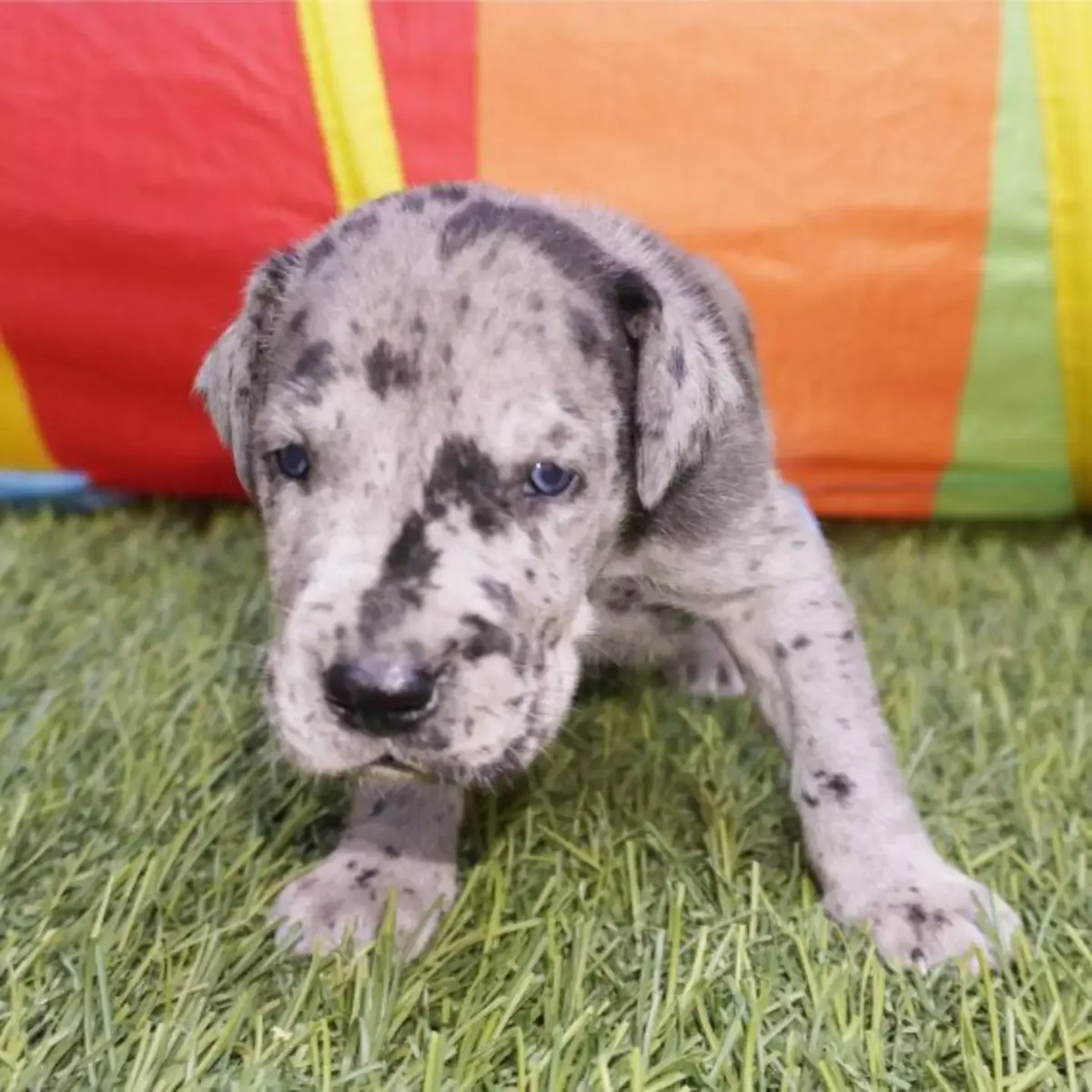 Great dane puppies available now
