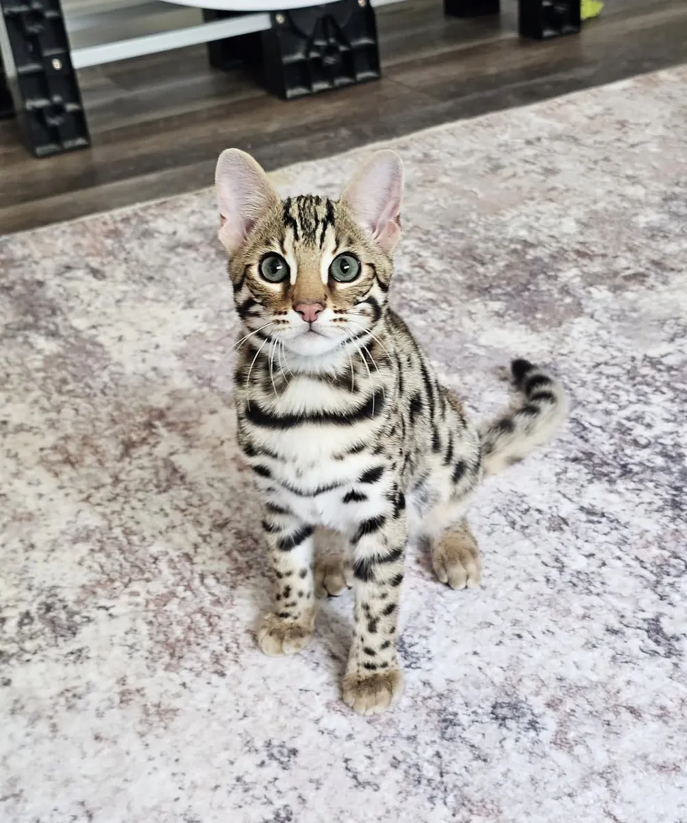 Lindo gato bengalí