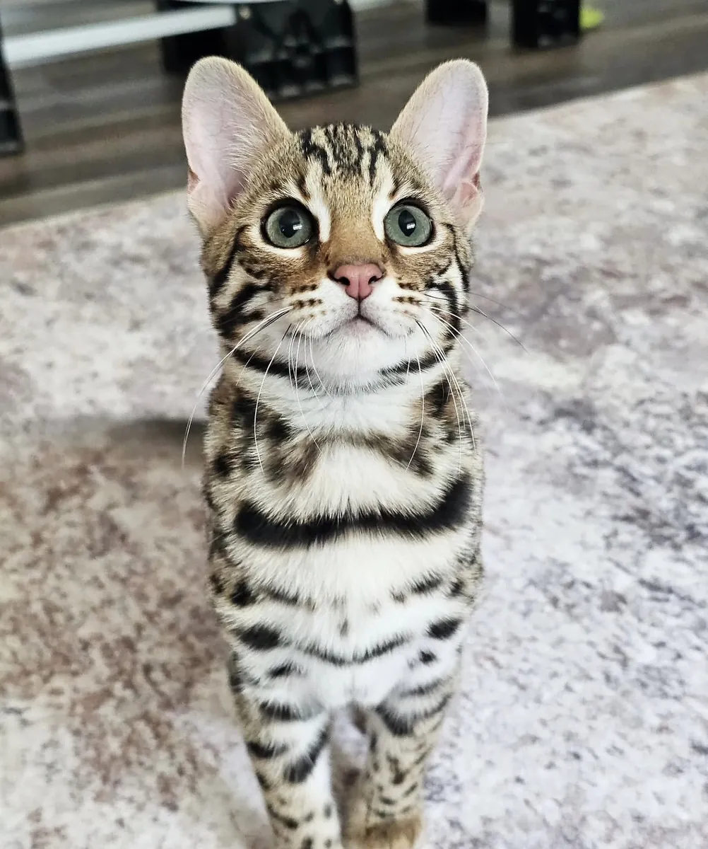 Lindo gato bengalí
