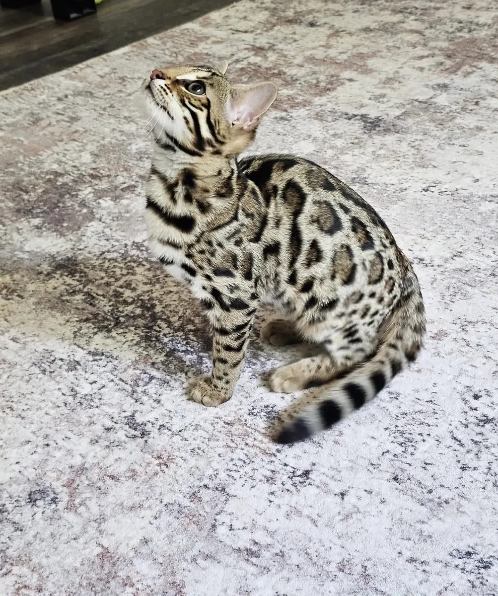 Lindo gato bengalí