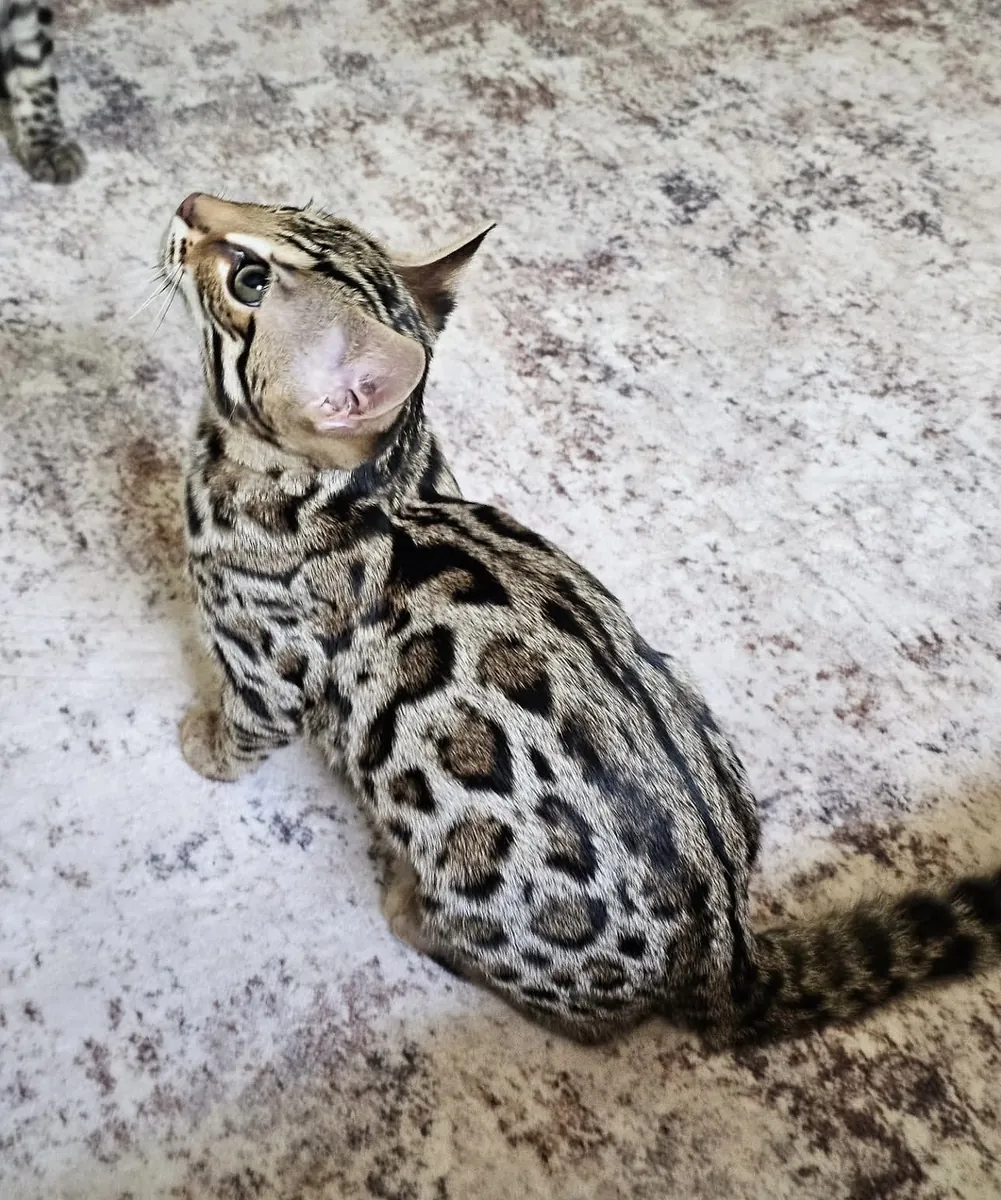 Lindo gato bengalí