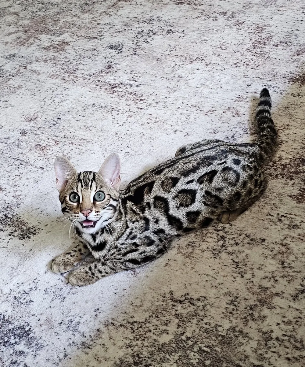 Lindo gato bengalí