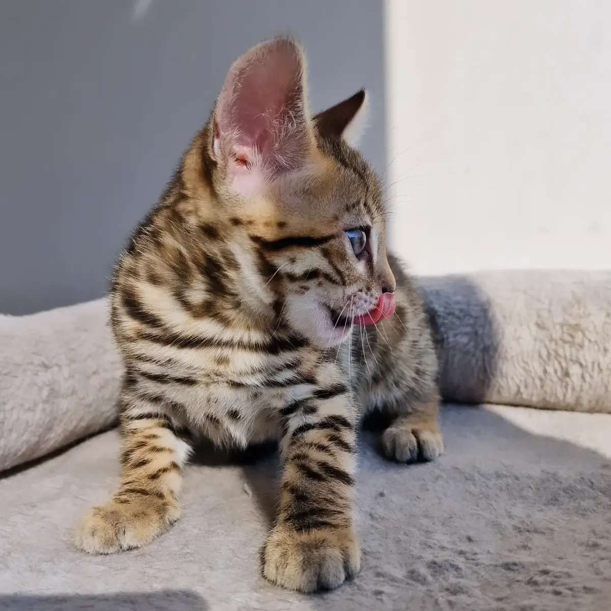 12-недельные чистокровные бенгальские котята.