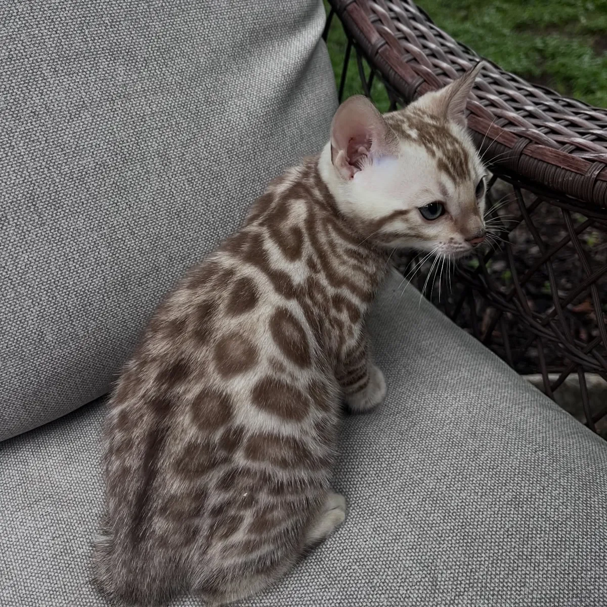 Chat bengal