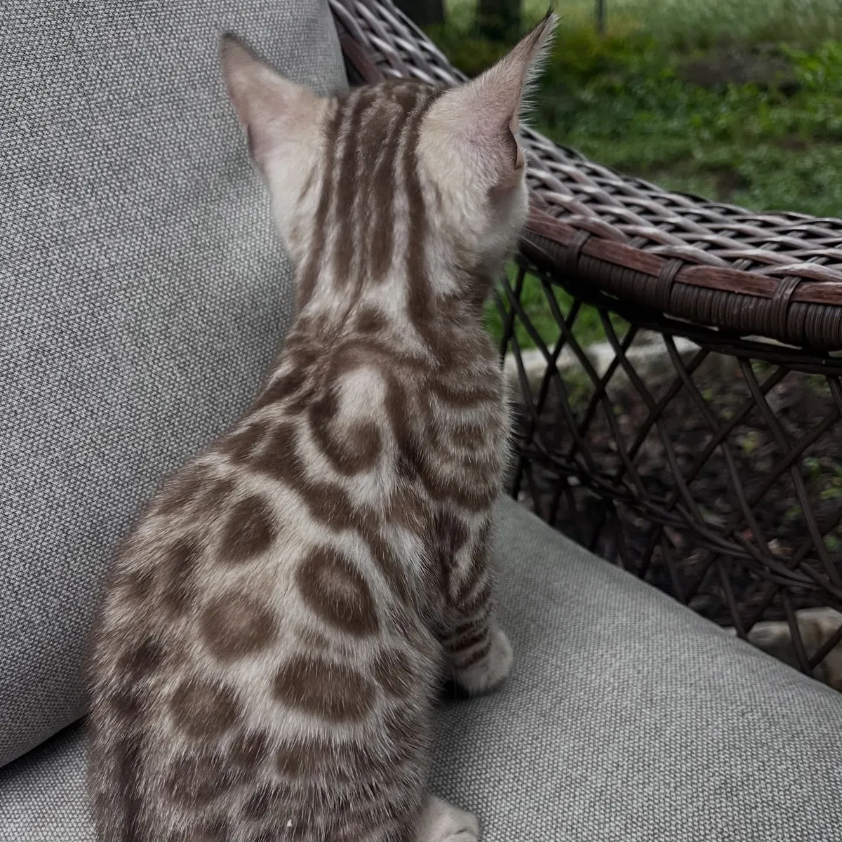 Chat bengal