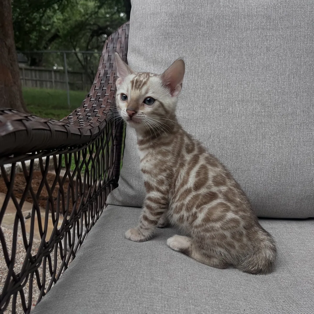 Chat bengal
