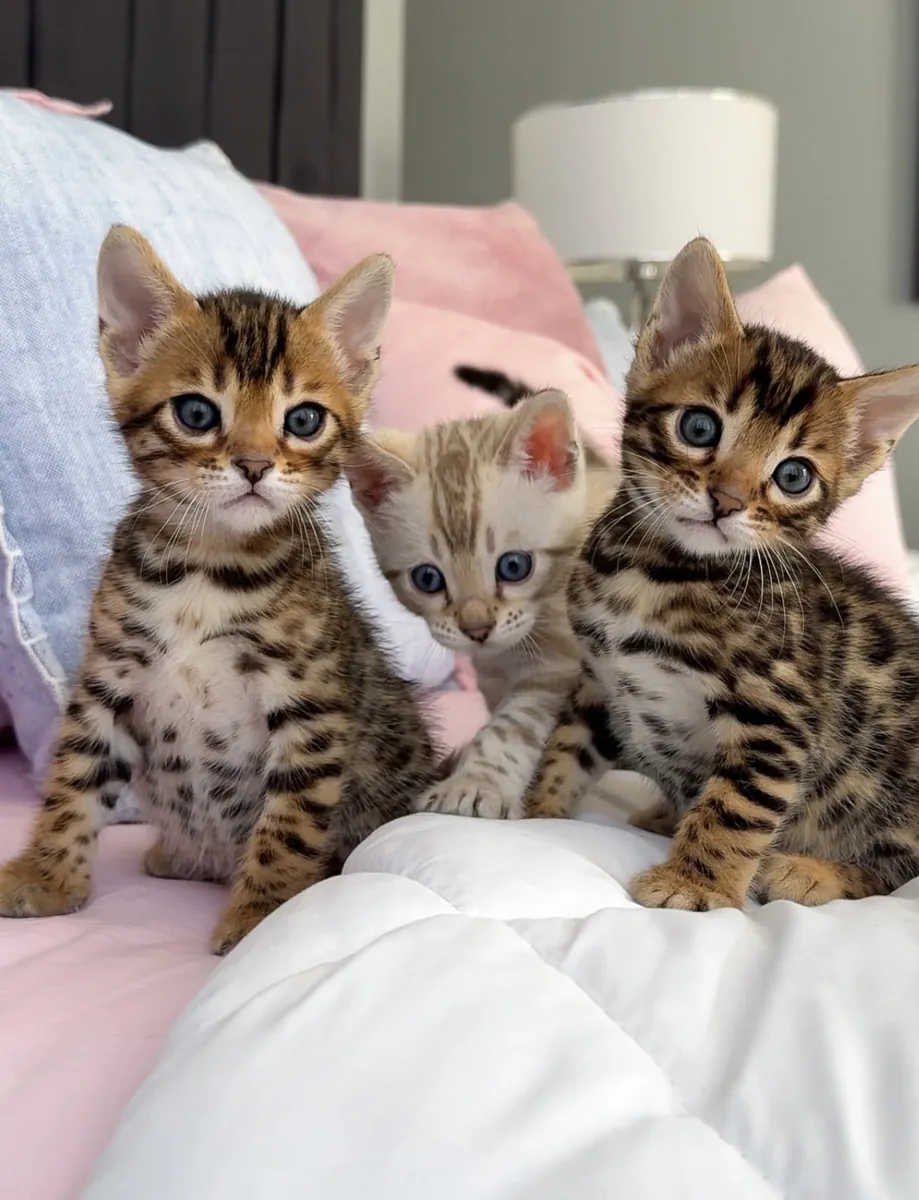 Gatitos de raza bengalí en adopción