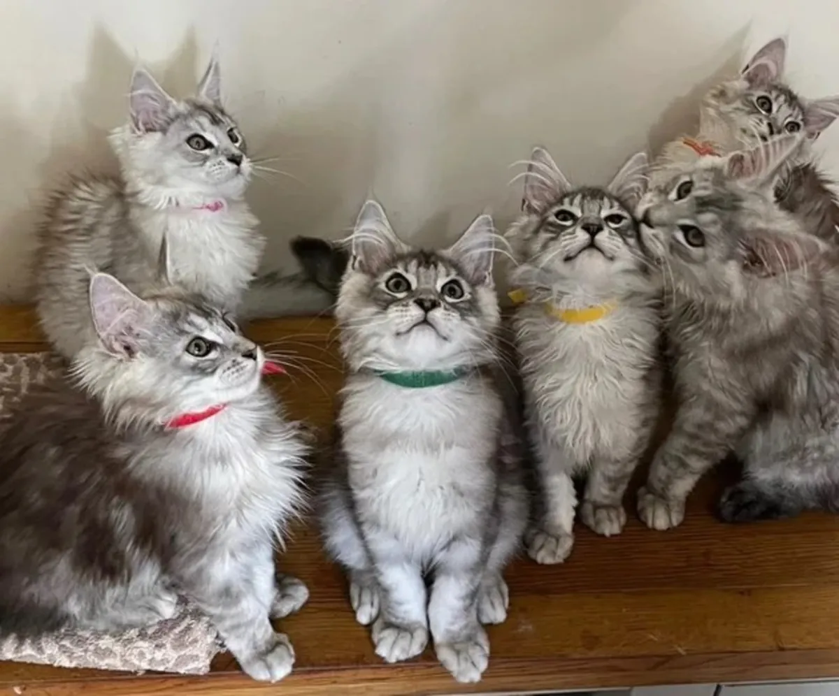 Saf Maine Coon yavruları evlat edinme için