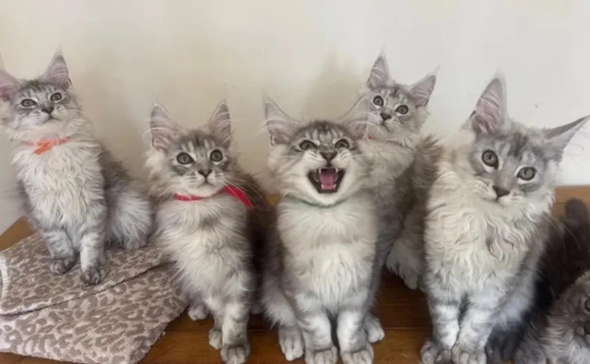 Saf Maine Coon yavruları evlat edinme için