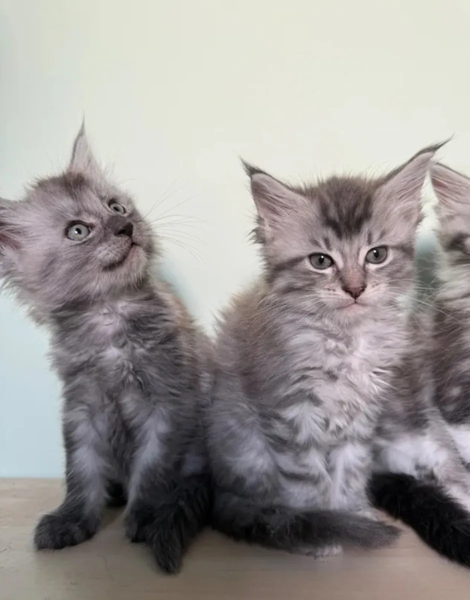 可爱的缅因猫小猫