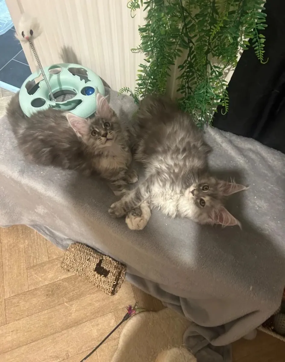 两只Tica血统的缅因猫小猫