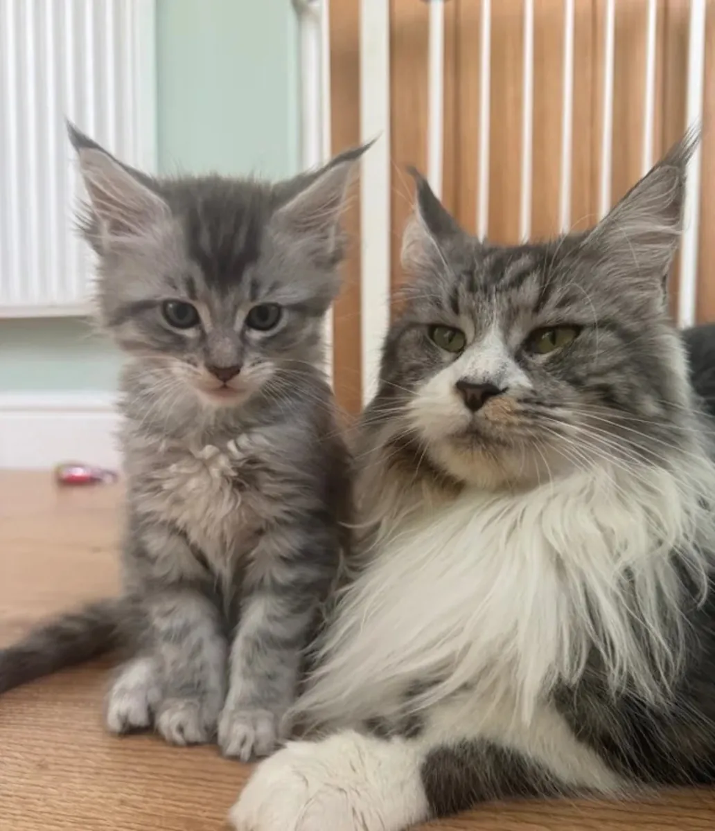 两只Tica血统的缅因猫小猫