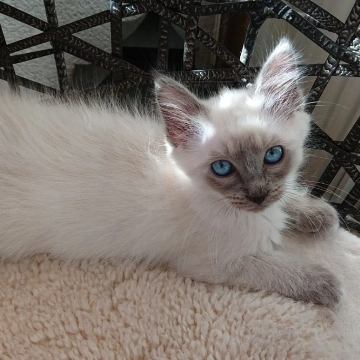 迷人的纯种布偶猫小猫