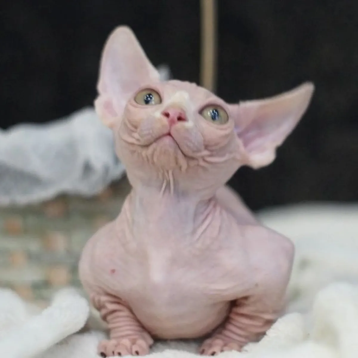 Sphynx yavruları HAZIR ŞU AN