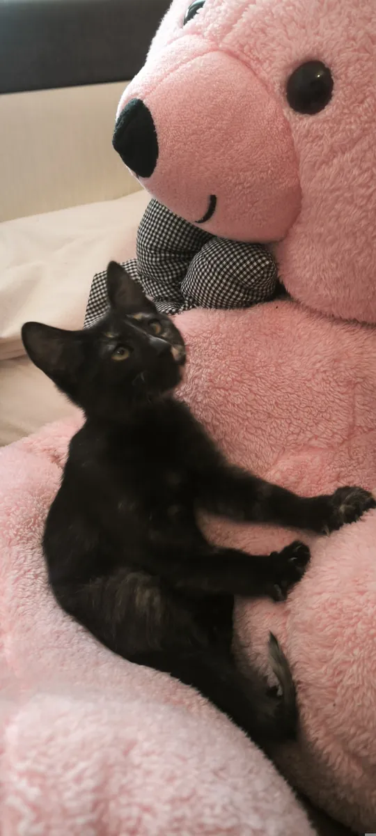 We are looking for a home for a cute, compatible, calm tabby