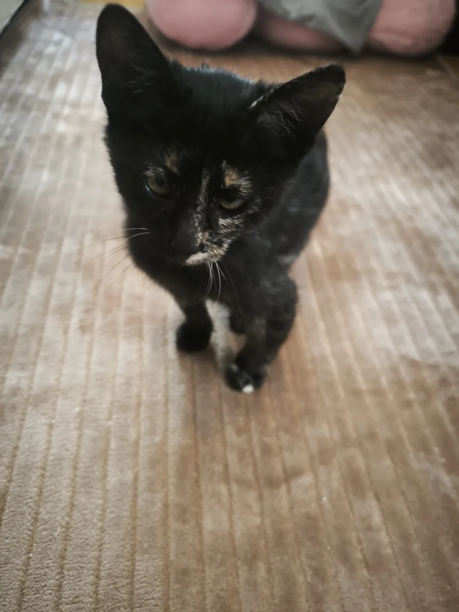 We are looking for a home for a cute, compatible, calm tabby