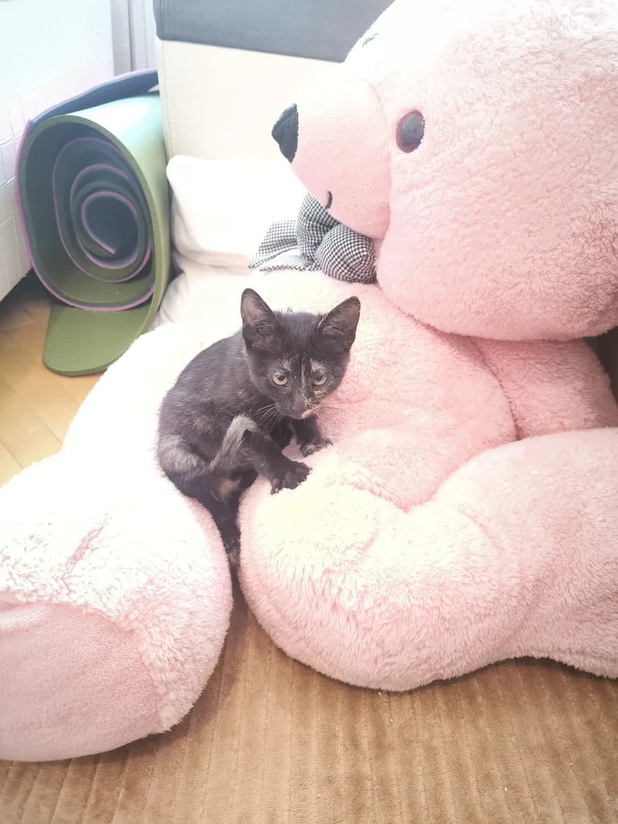 We are looking for a home for a cute, compatible, calm tabby