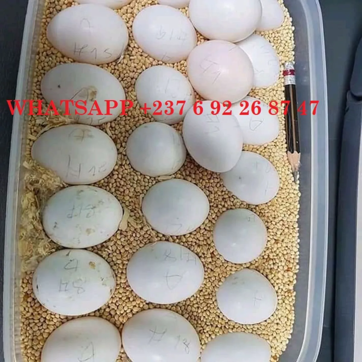  Talking Parrots and Fertile Parrot Eggs