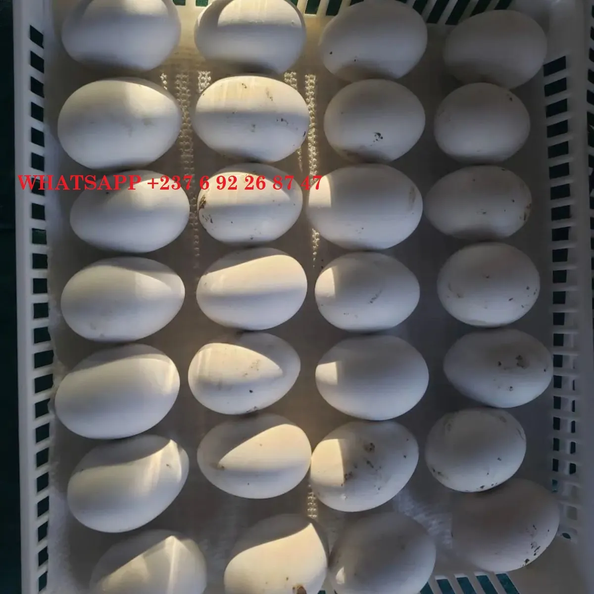 Üst Düzey Kalitede Papağanlar ve Verimli Papağan Yumurtaları Satılık