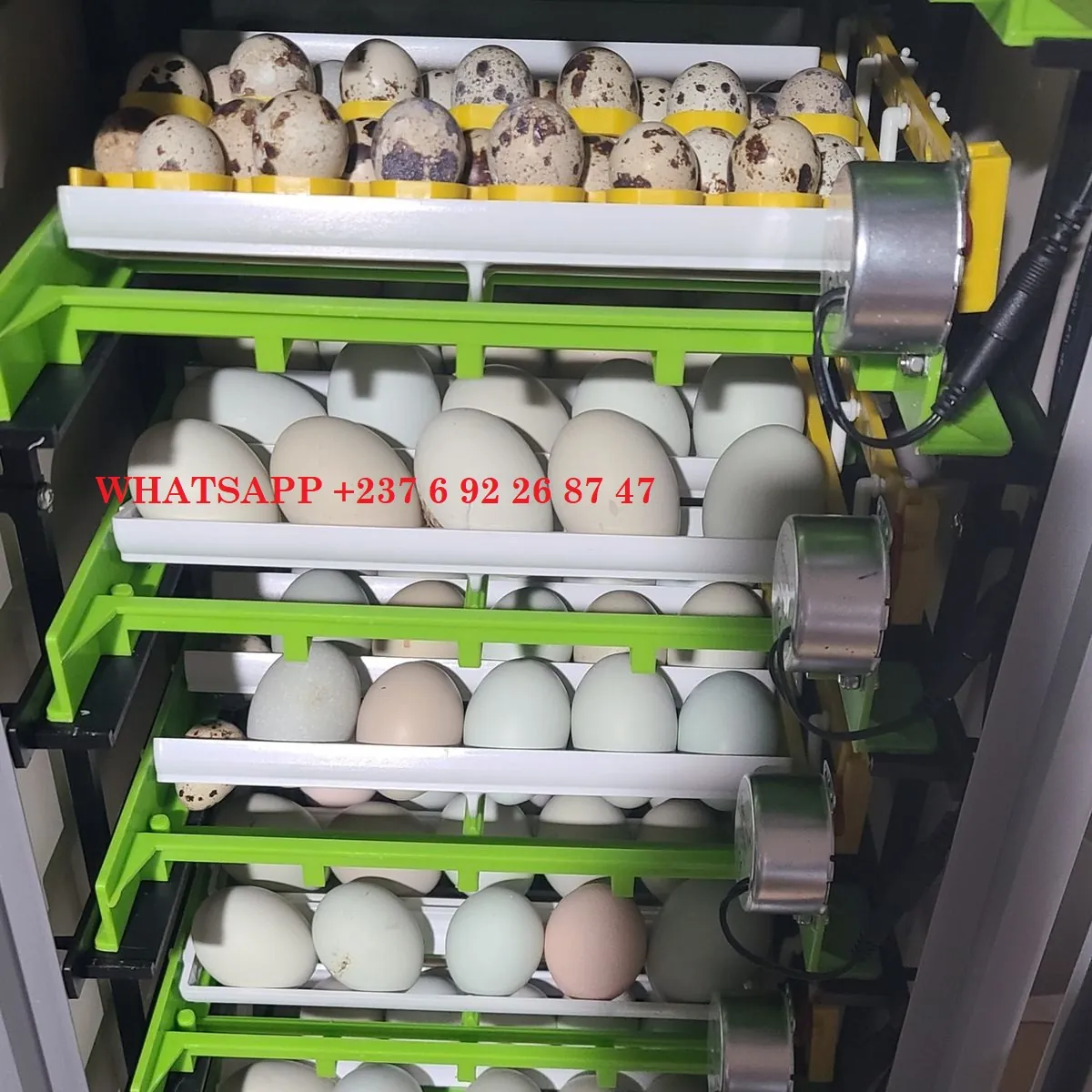 Œufs de perroquet fécondés à vendre