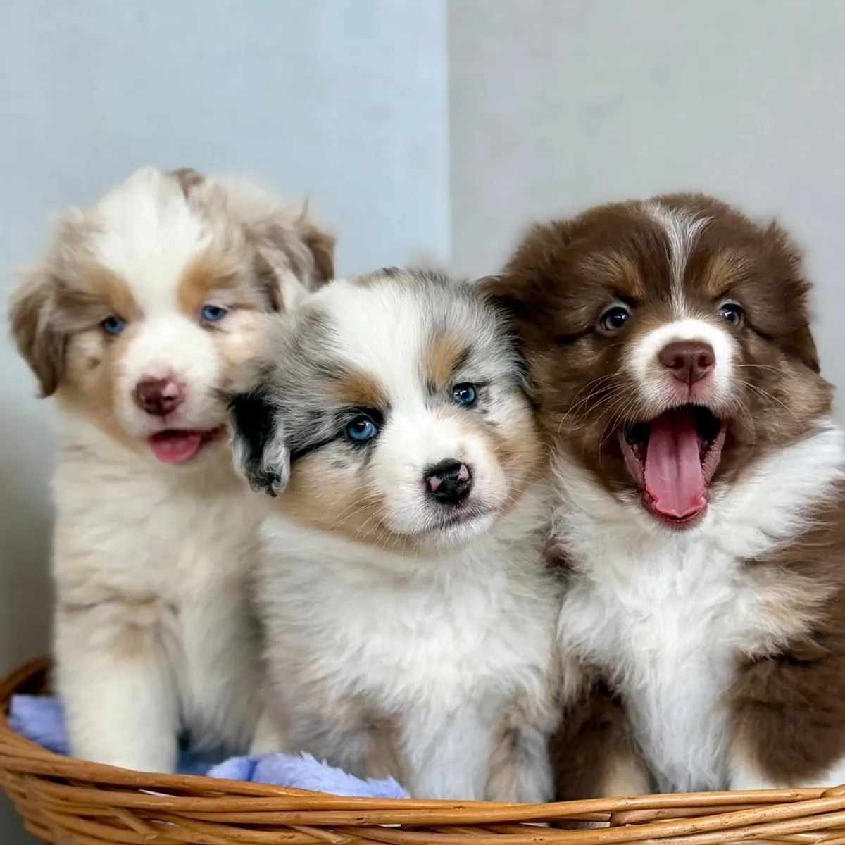 澳大利亚牧羊犬幼犬待领养
