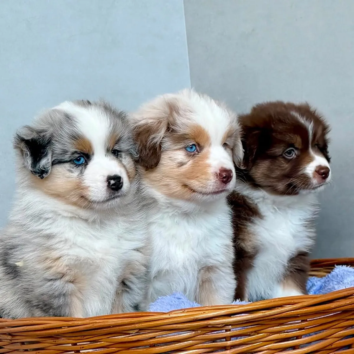 澳大利亚牧羊犬幼犬待领养