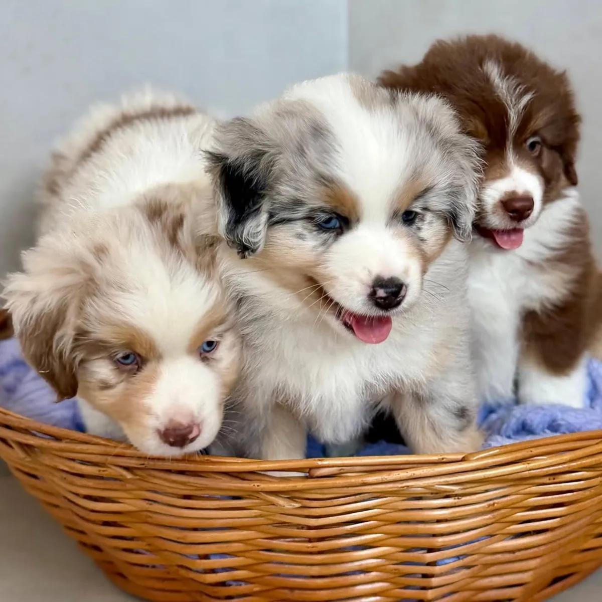 澳大利亚牧羊犬幼犬待领养
