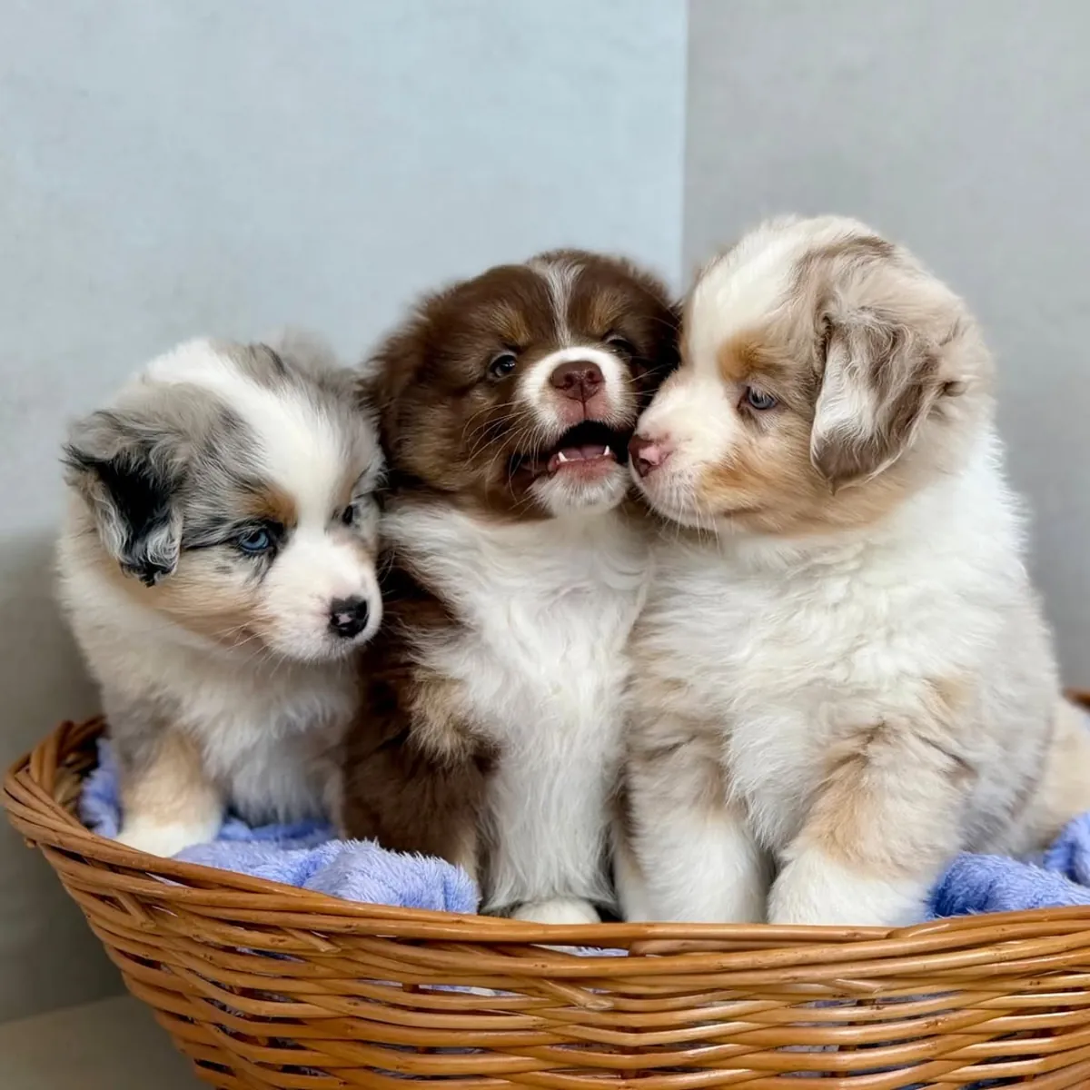澳大利亚牧羊犬幼犬待领养