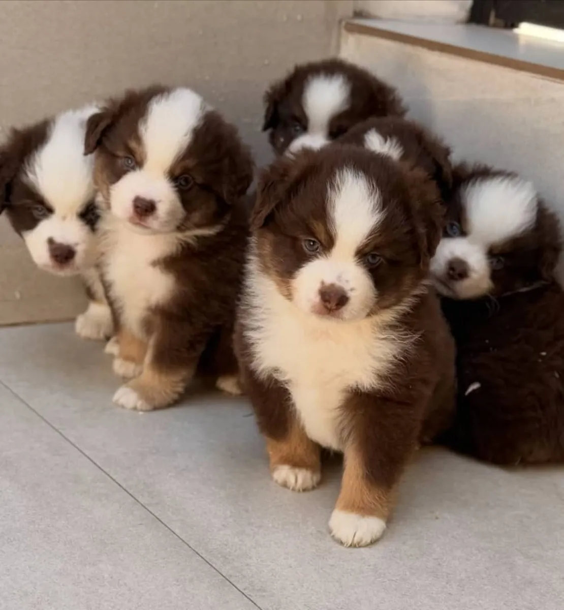 可爱的澳大利亚牧羊犬小狗寻找爱心家庭