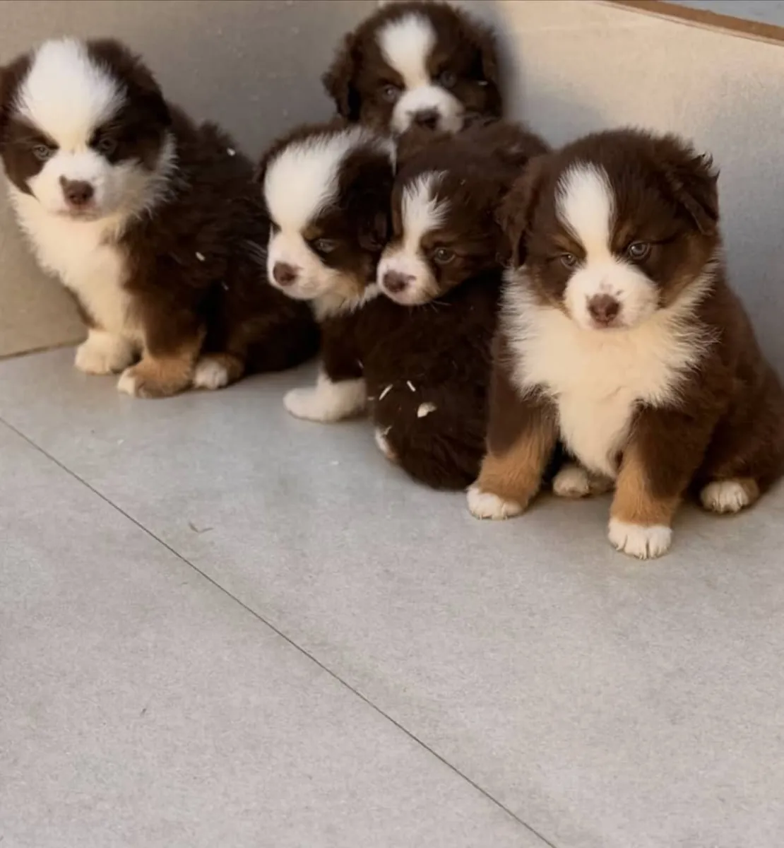 可爱的澳大利亚牧羊犬小狗寻找爱心家庭