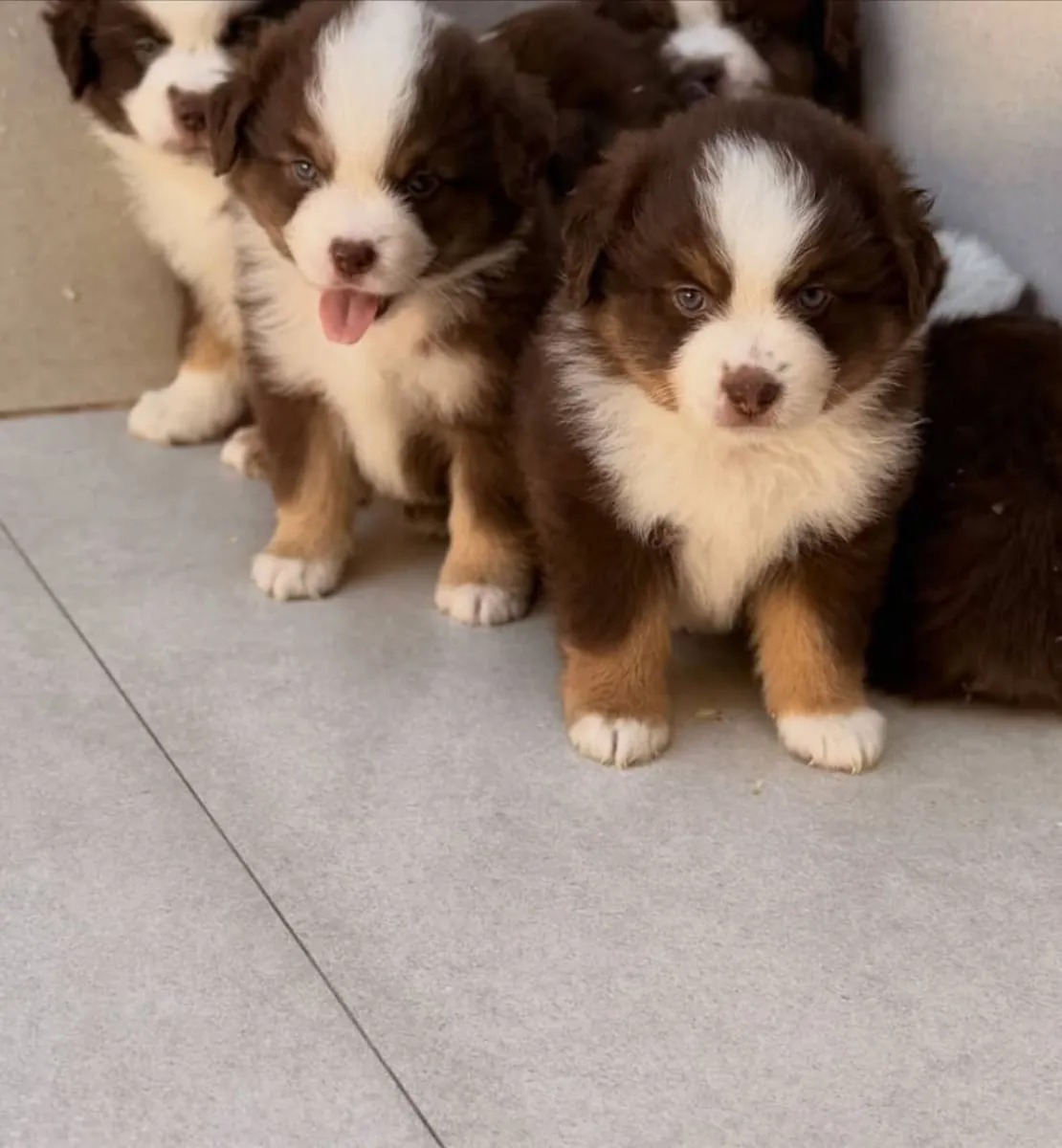 可爱的澳大利亚牧羊犬小狗寻找爱心家庭