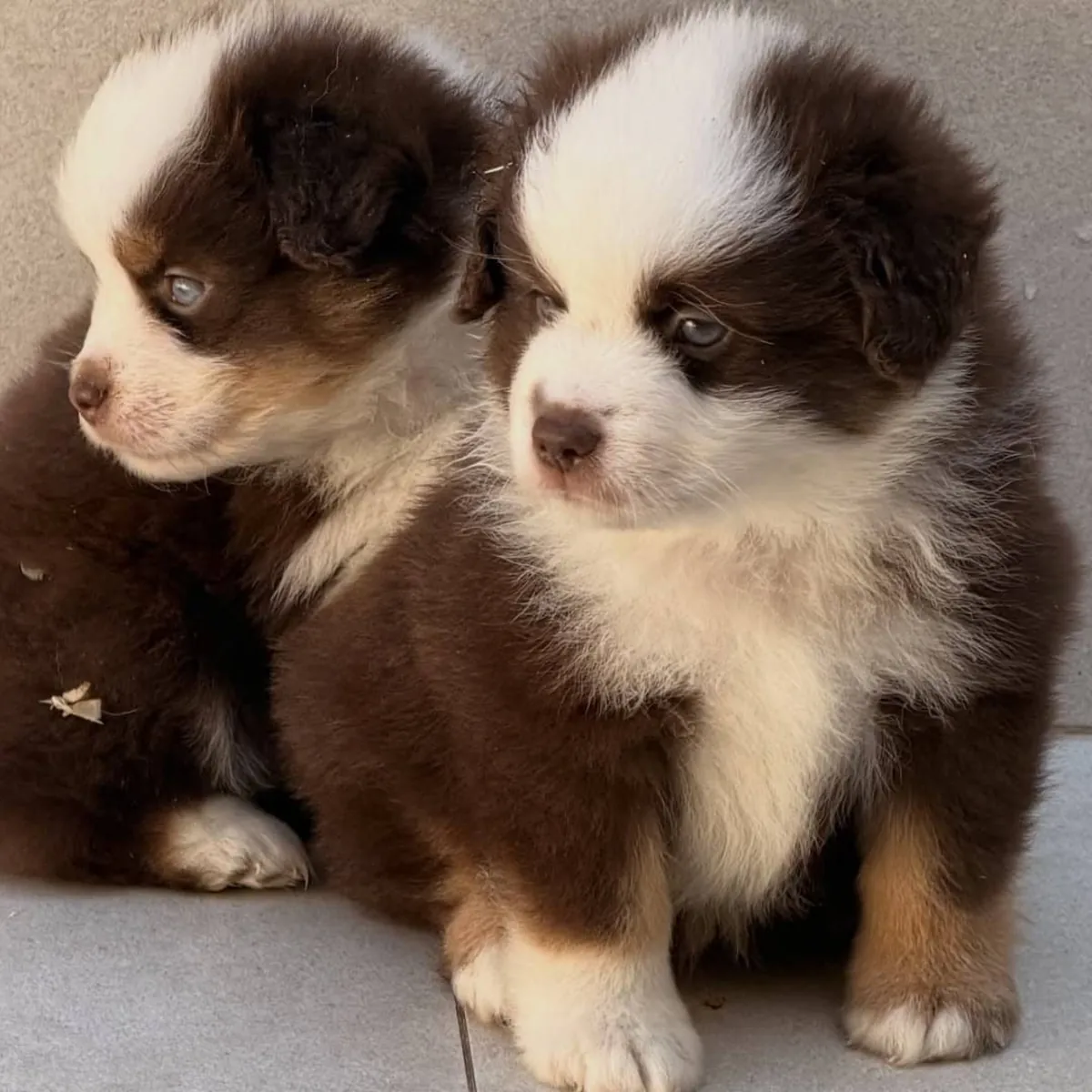 可爱的澳大利亚牧羊犬小狗寻找爱心家庭