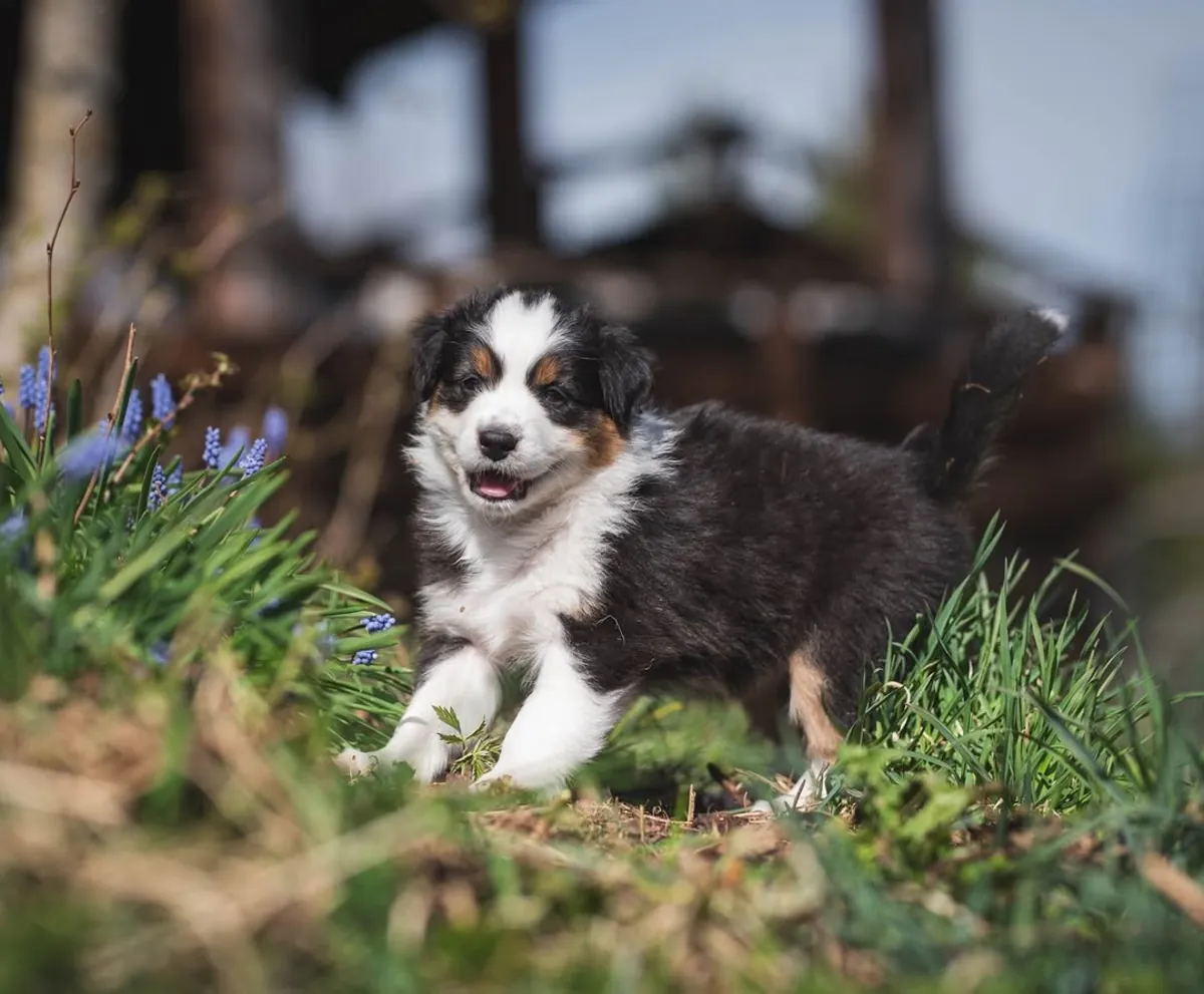 Adorable male and female Australian Shepherd Puppies Ready for Adoption 
