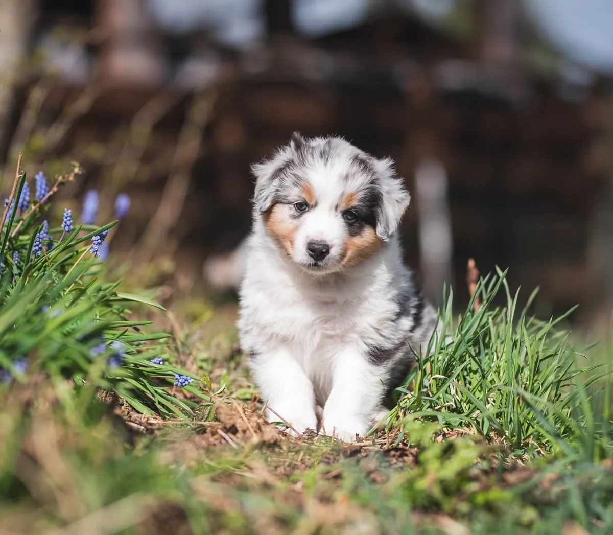Adorable male and female Australian Shepherd Puppies Ready for Adoption 