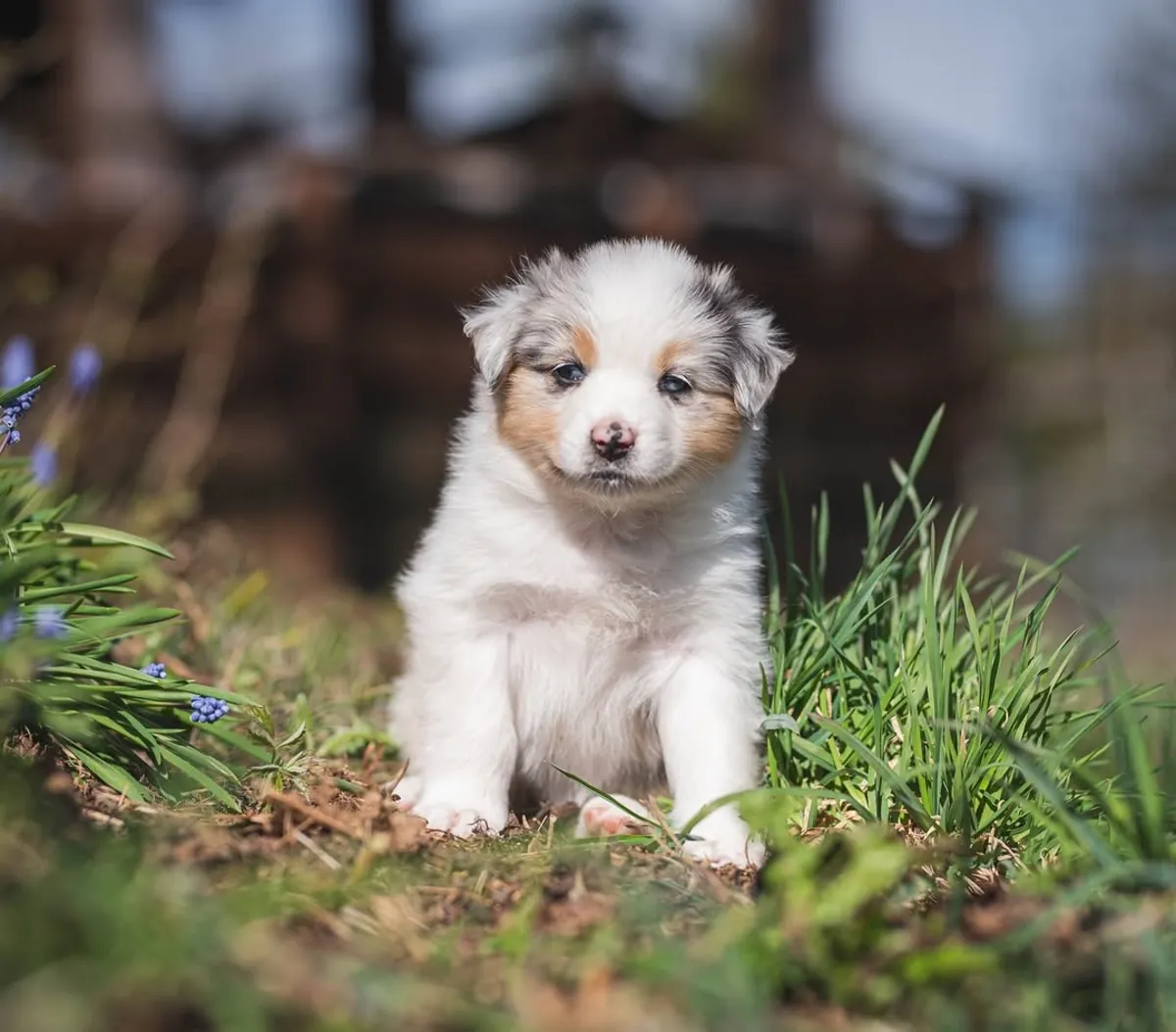 Adorable male and female Australian Shepherd Puppies Ready for Adoption 