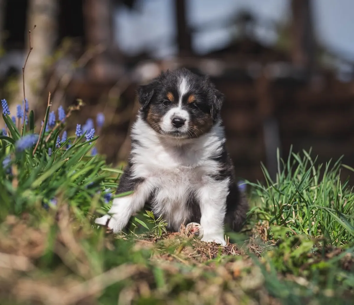 Adorable male and female Australian Shepherd Puppies Ready for Adoption 