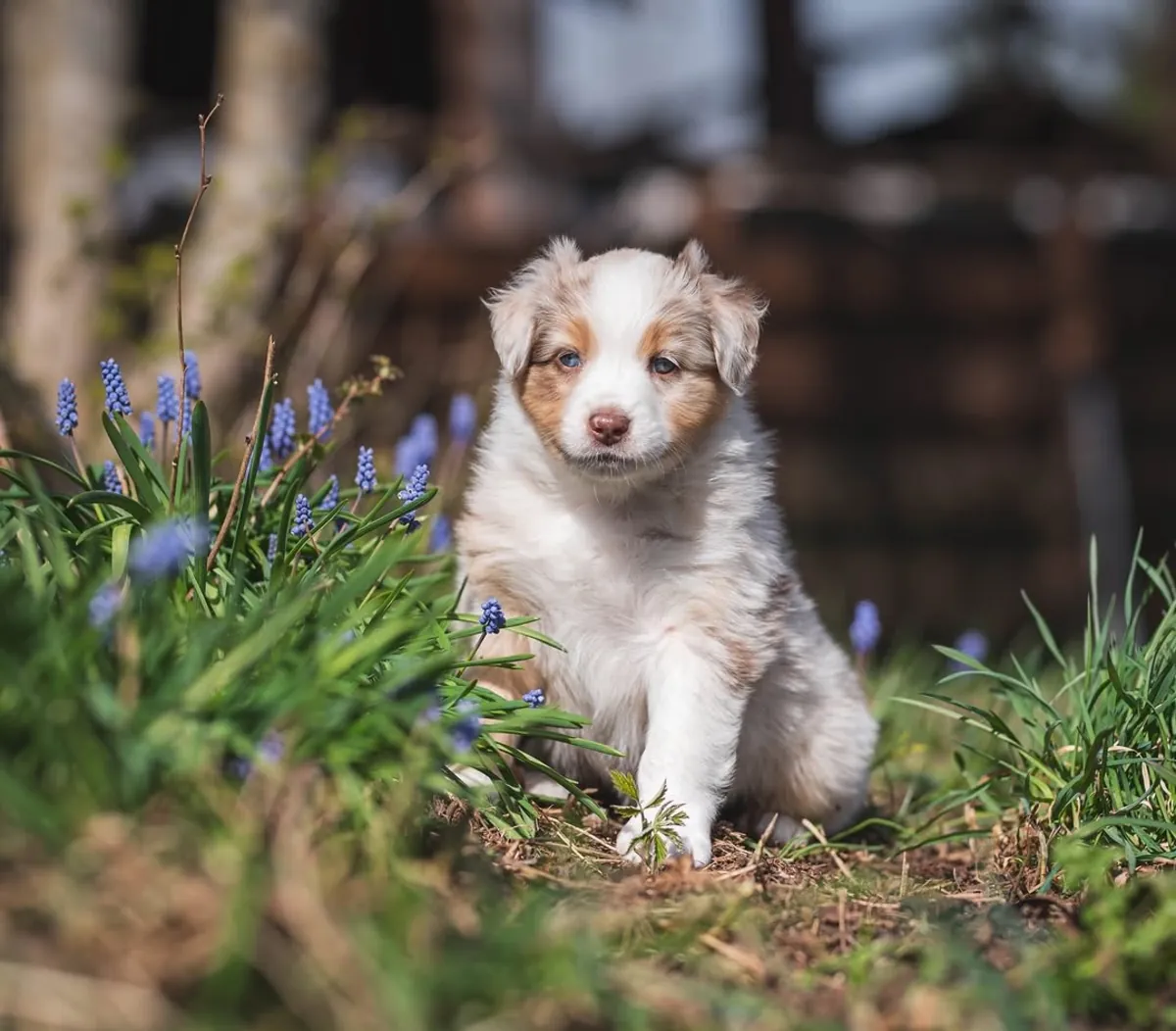 Adorable male and female Australian Shepherd Puppies Ready for Adoption 