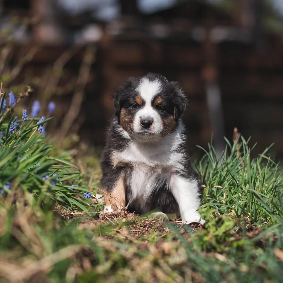 Adorable male and female Australian Shepherd Puppies Ready for Adoption 