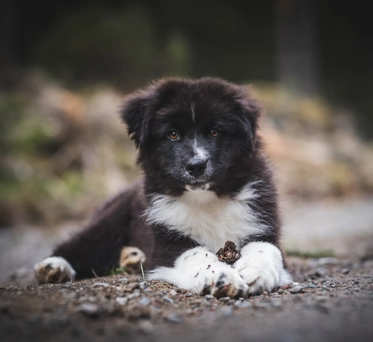 Adorable male and female Australian Shepherd Puppies Ready for Adoption 