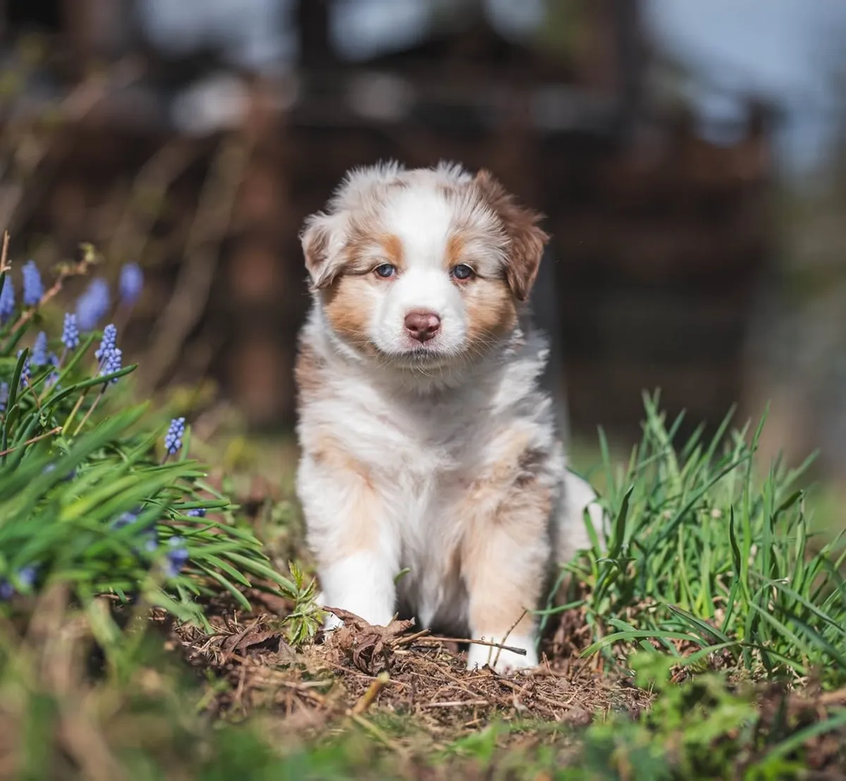 Adorable male and female Australian Shepherd Puppies Ready for Adoption 