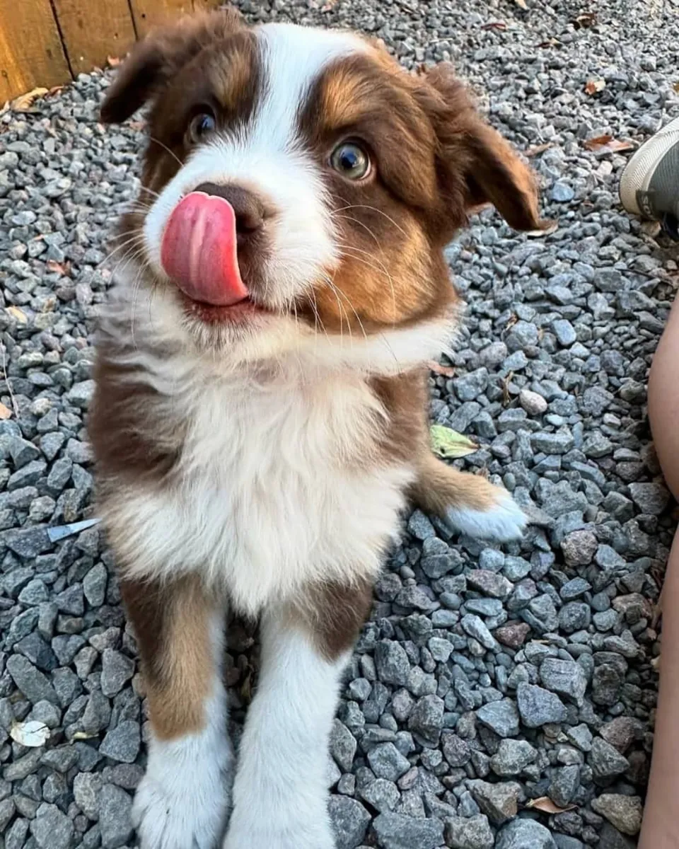 Playful Australian Shepherd Puppies Available for Loving Homes