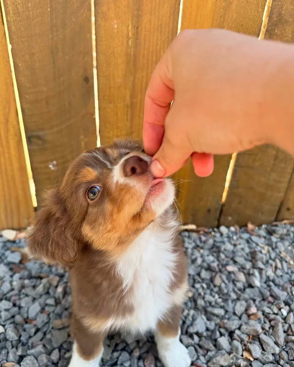 Playful Australian Shepherd Puppies Available for Loving Homes