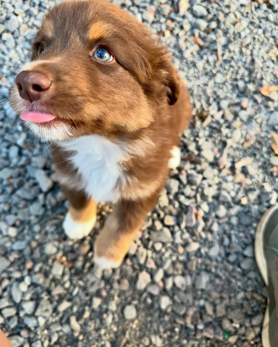 Playful Australian Shepherd Puppies Available for Loving Homes