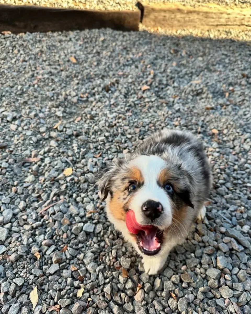 Playful Australian Shepherd Puppies Available for Loving Homes