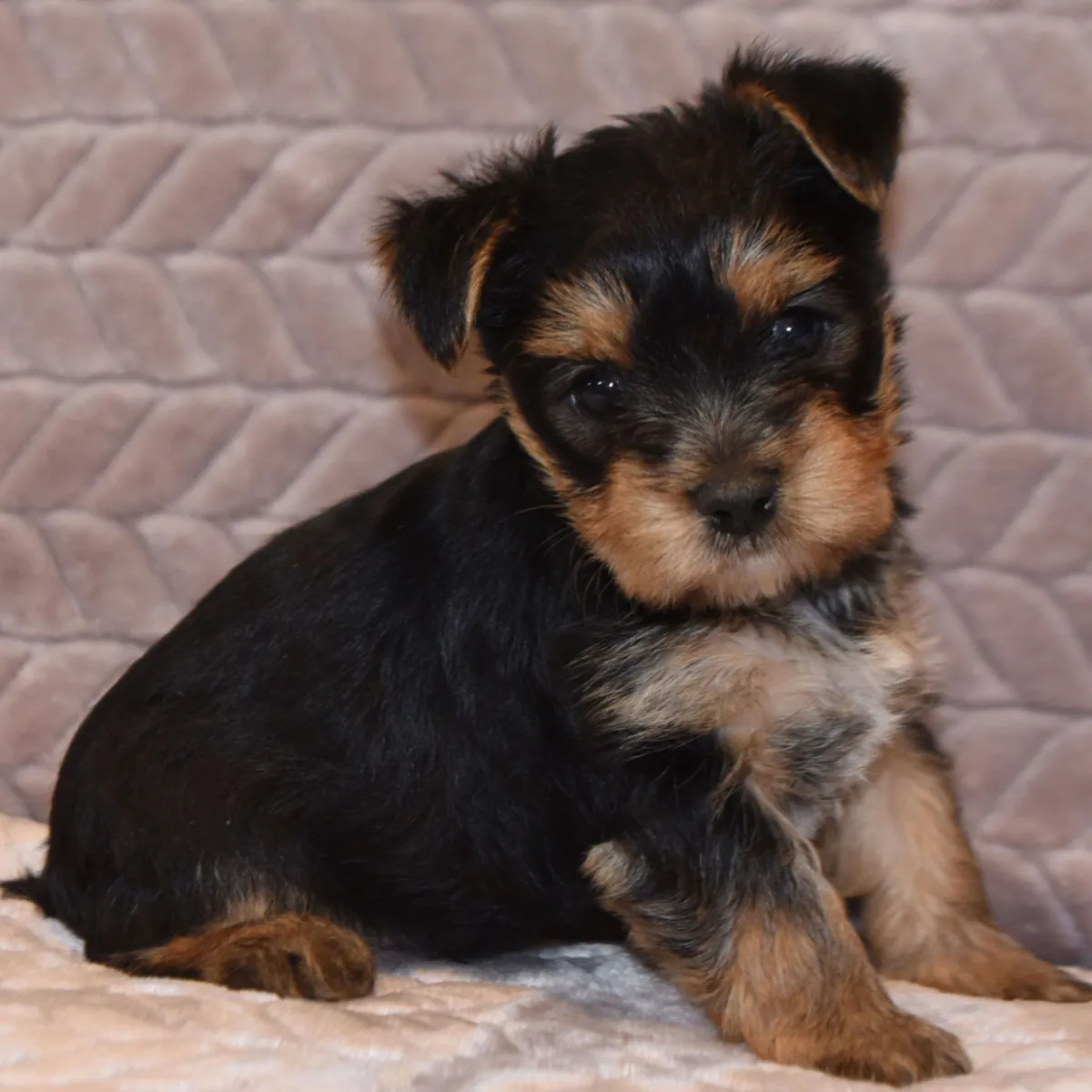 Cachorros Yorkie criados en casa y entrenados para hacer sus necesidades fuera