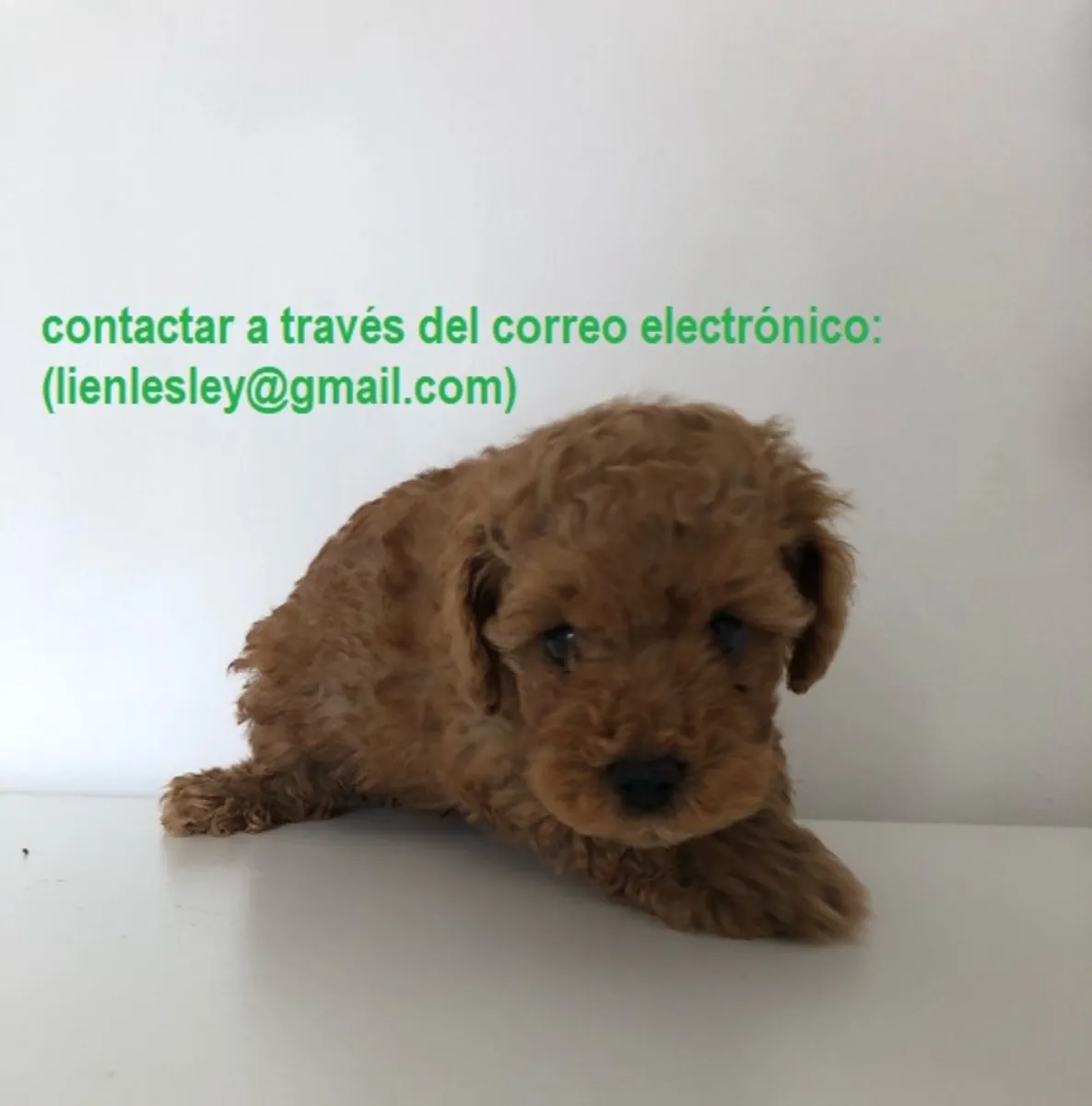 可供领养的贵宾犬幼崽