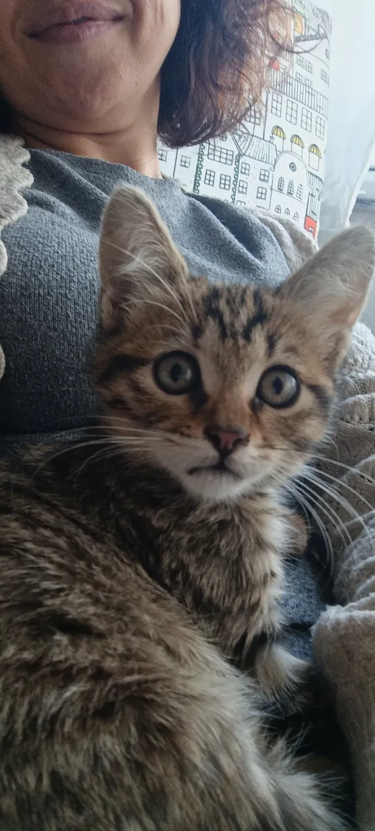 急需为伊斯坦布尔的2个月大虎斑小猫寻找永久或临时家