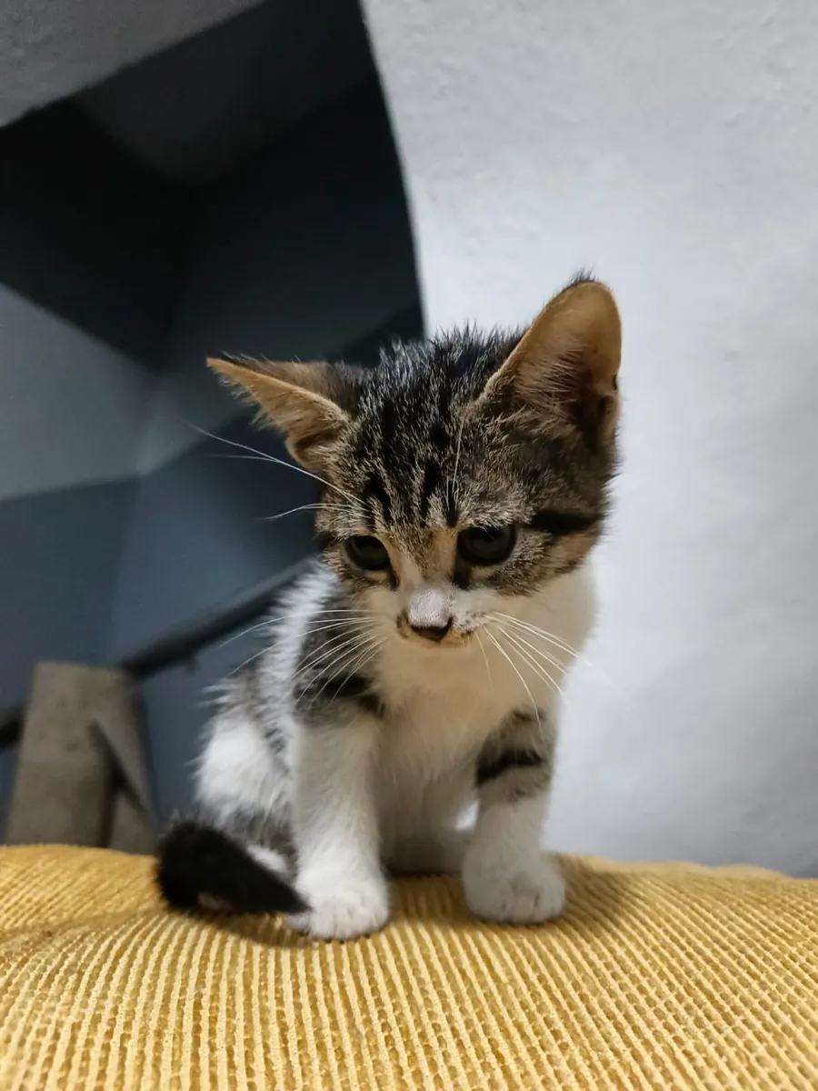 Tekir yavru kedi 