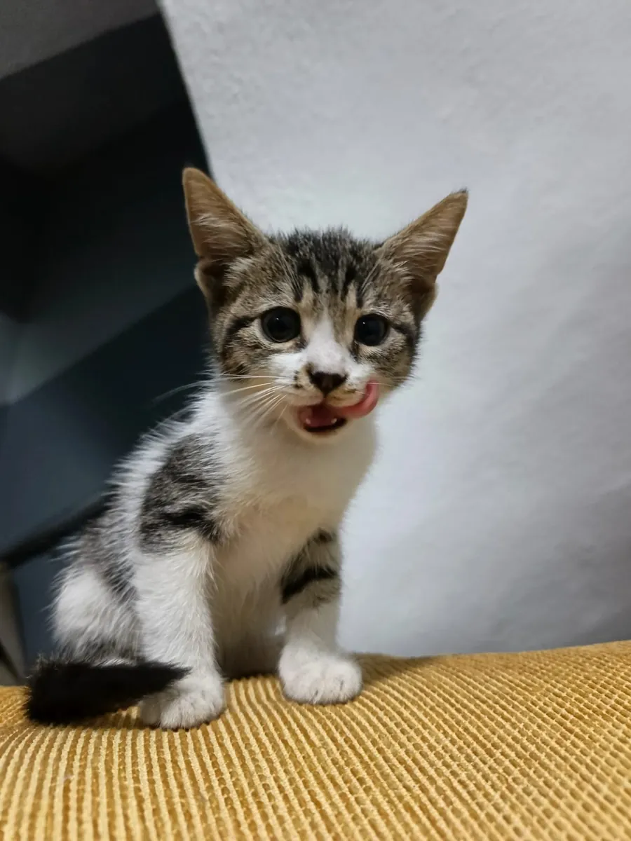 Tekir yavru kedi 